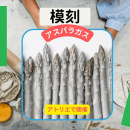 9/27「模刻/アスパラガス」中学生～社会人・一般AG