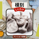 12/27「模刻-しいたけ-」中学生～社会人・一般AG